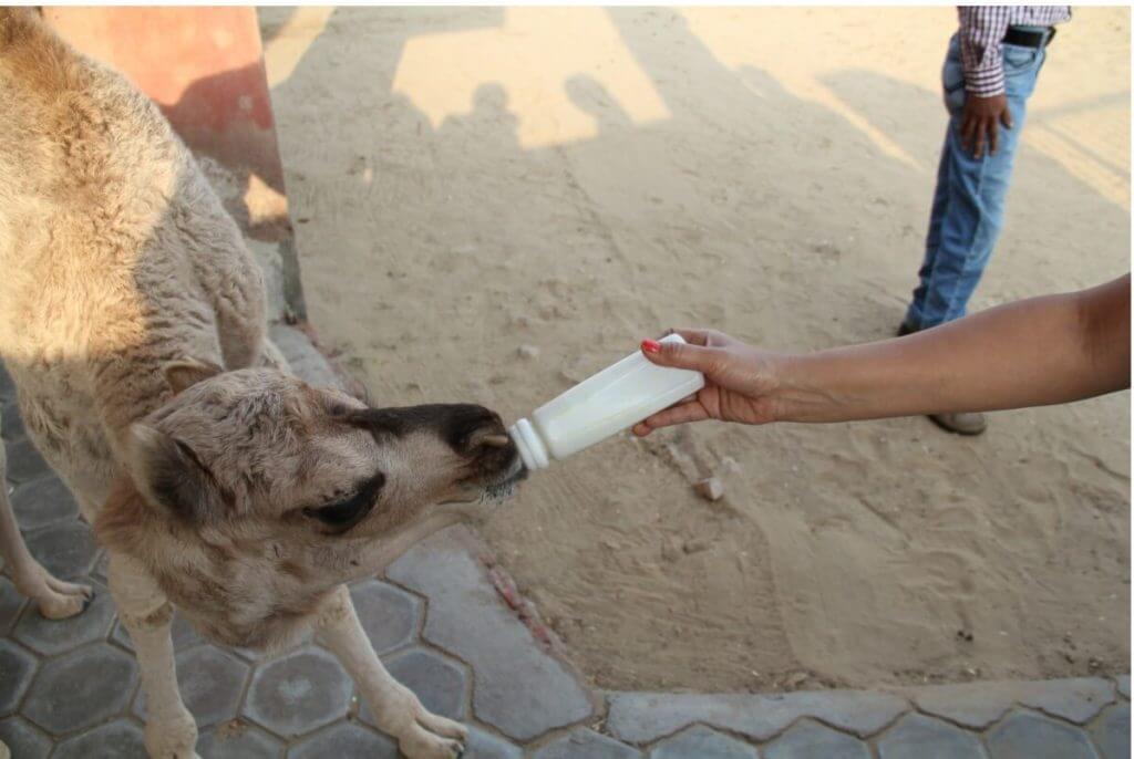 Bottle feeding a camel baby. National Research Center on Camel at Bikaner in Rajasthan.
