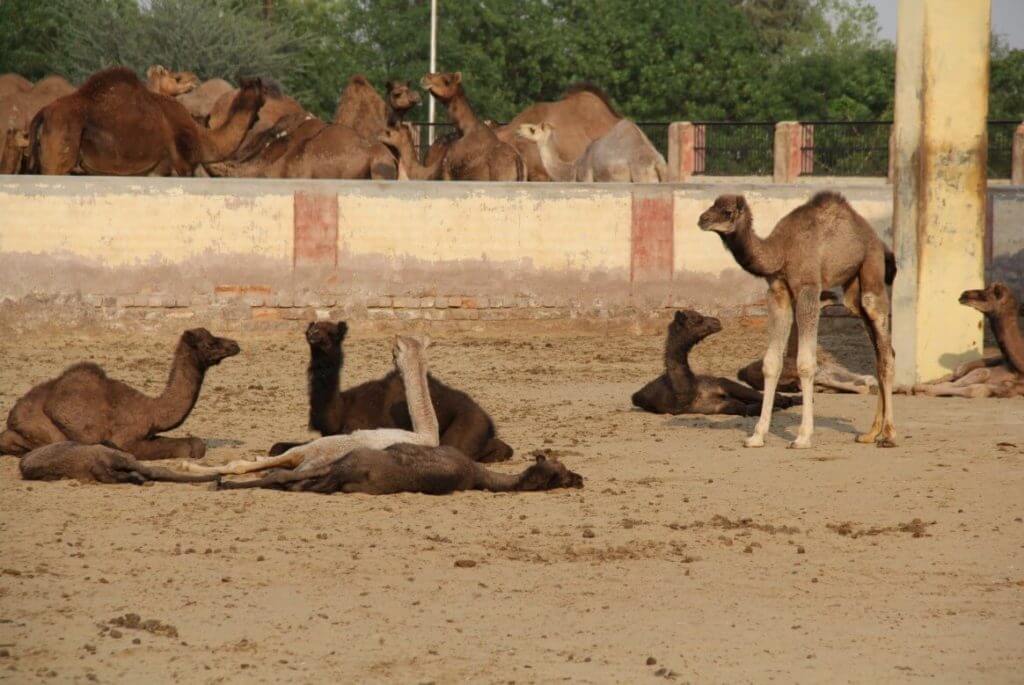 Camel Babies National Research Center on Camel at Bikaner in Rajasthan.