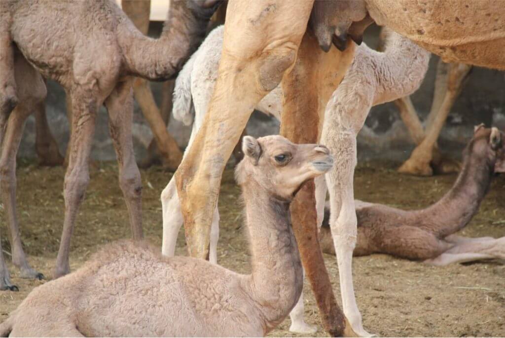 Camel Baby close up. National Research Center on Camel at Bikaner in Rajasthan.