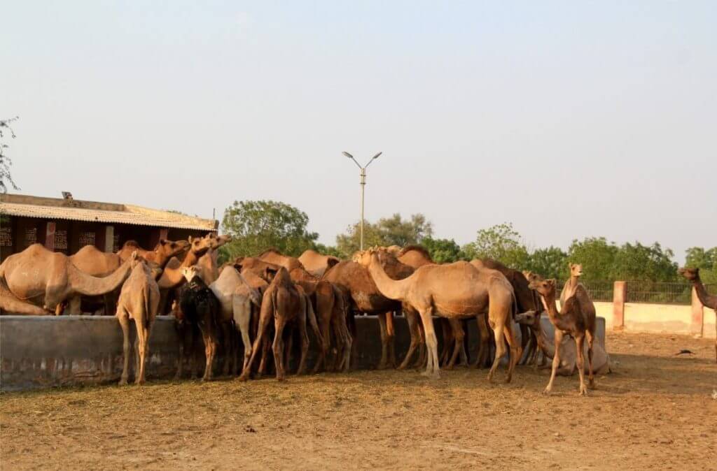 Camels at the camel research center Bikaner, Rajasthan