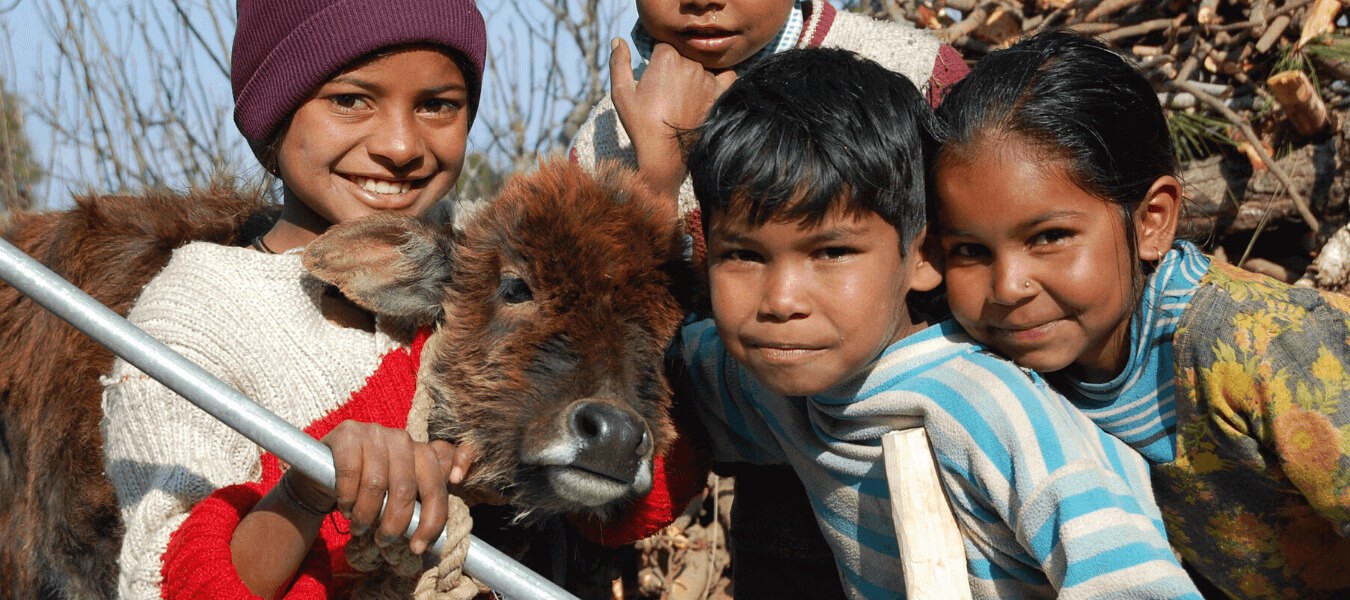 Small Group Tours with Jasmine Trails. In the image are four children with a calf in the high Himalayas
