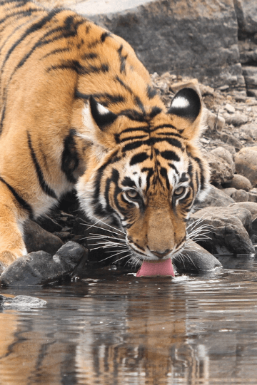 Ranthambore, tiger reserve. In the image is the Royal Bengal Tiger drinking water.