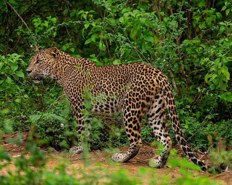 Jasmine Trails recommended tour, Culture and Wildlife Tour of Sri Lanka. In the picture is a leopard at Yala National Park