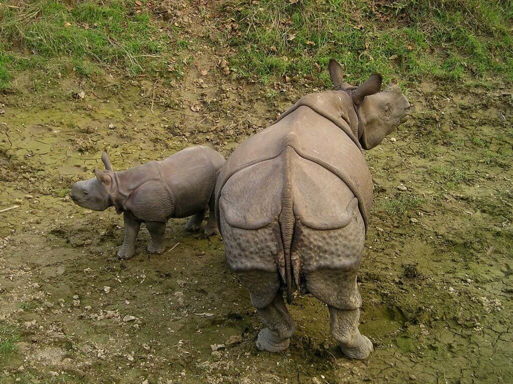 Rhino in the Chitwan National park in Nepal