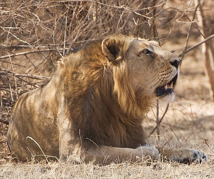 Asiatic lion Gir Forest National Park in Gujarat