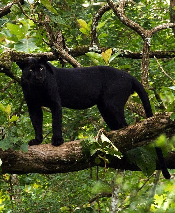 Black Panther Nagarahole National Park South India