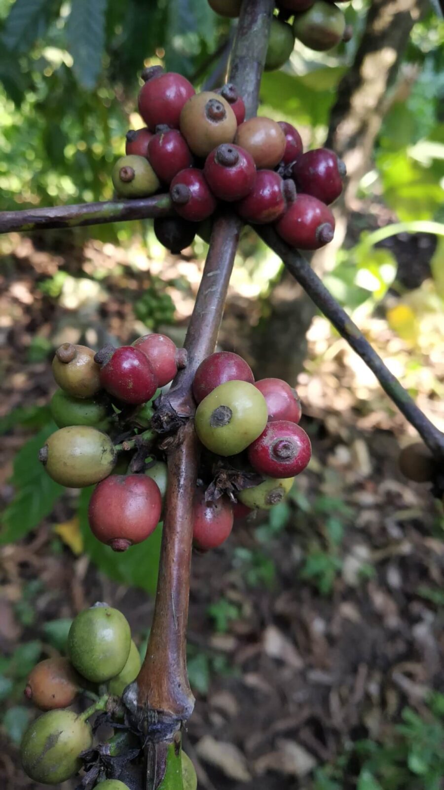 Coffee beans, Thekkady Kerala