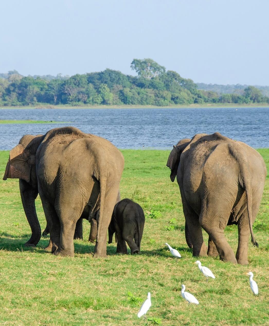 Yala National Park, Sri Lanka. In the image are the bottoms of Elephants going to drink water. Please do not miss the youngster in the middle, protected by the Old Dames