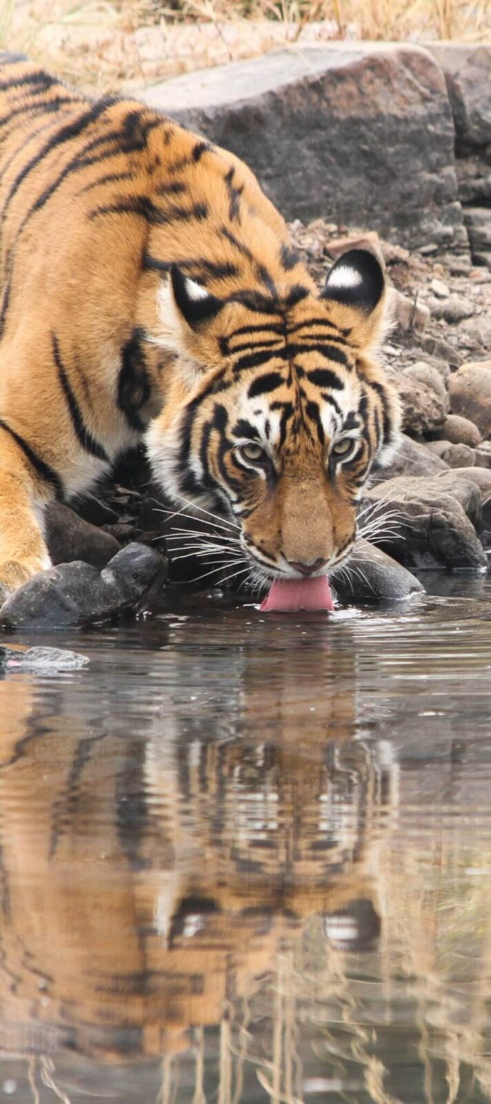 Royal Bengal Tiger. 